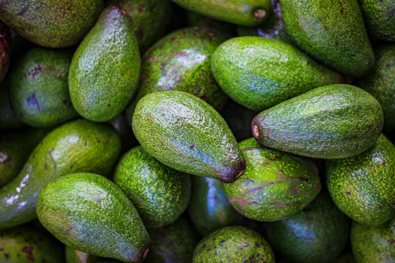 A pile of glossy green-skin avocados