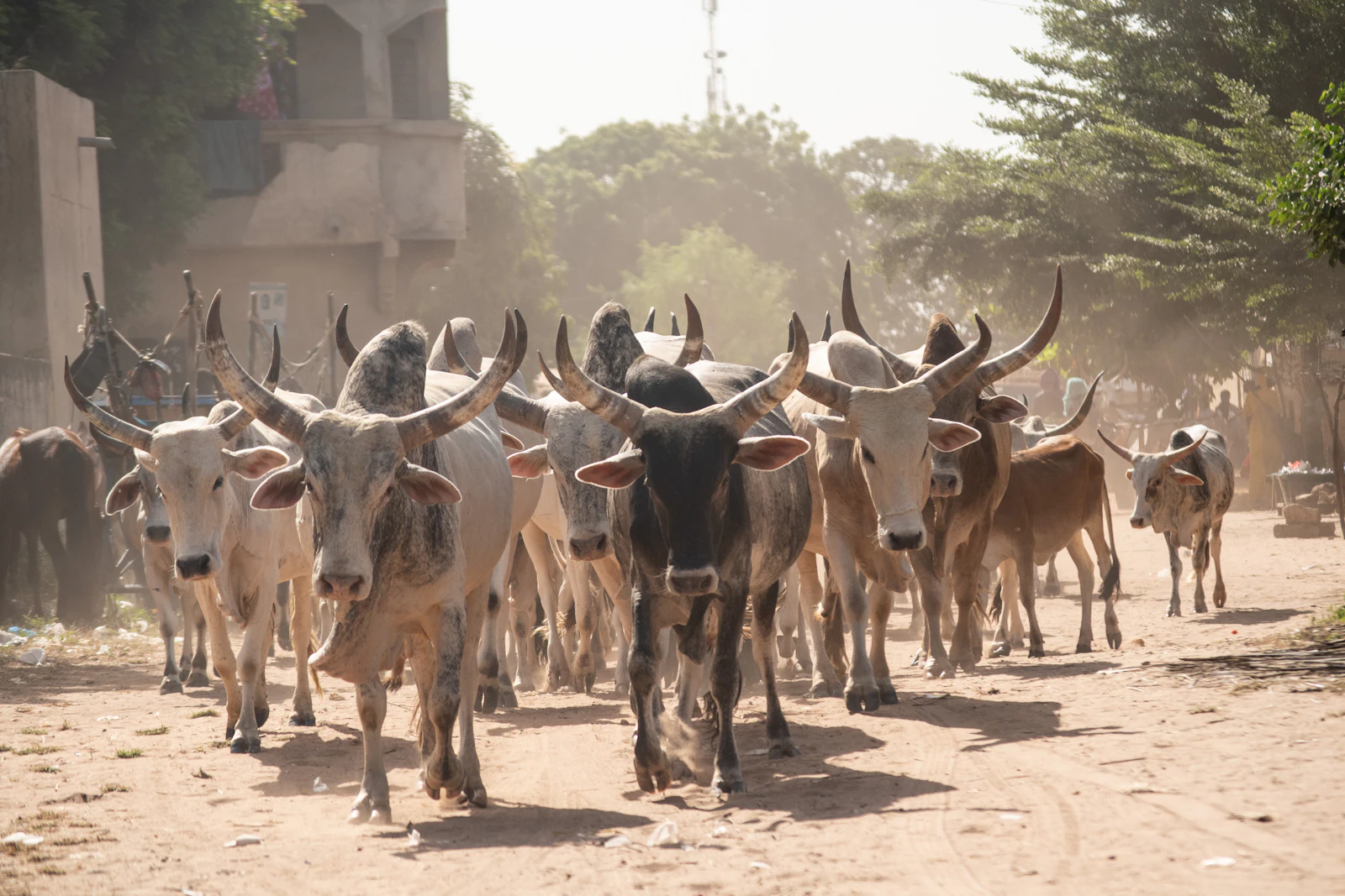 A herd of humped zebu cattle walking down a dusty road