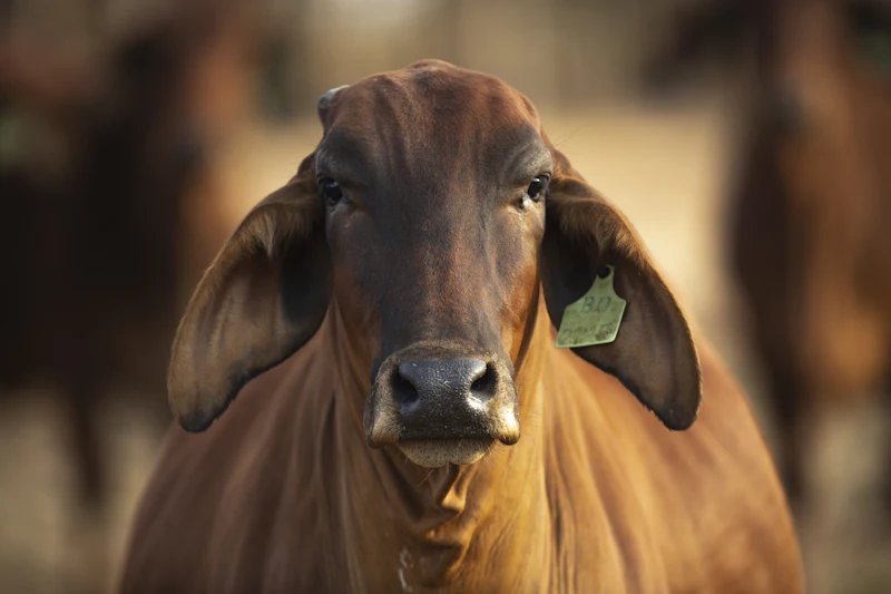 Close portrait of a red Boran-type heifer with an ear tag
