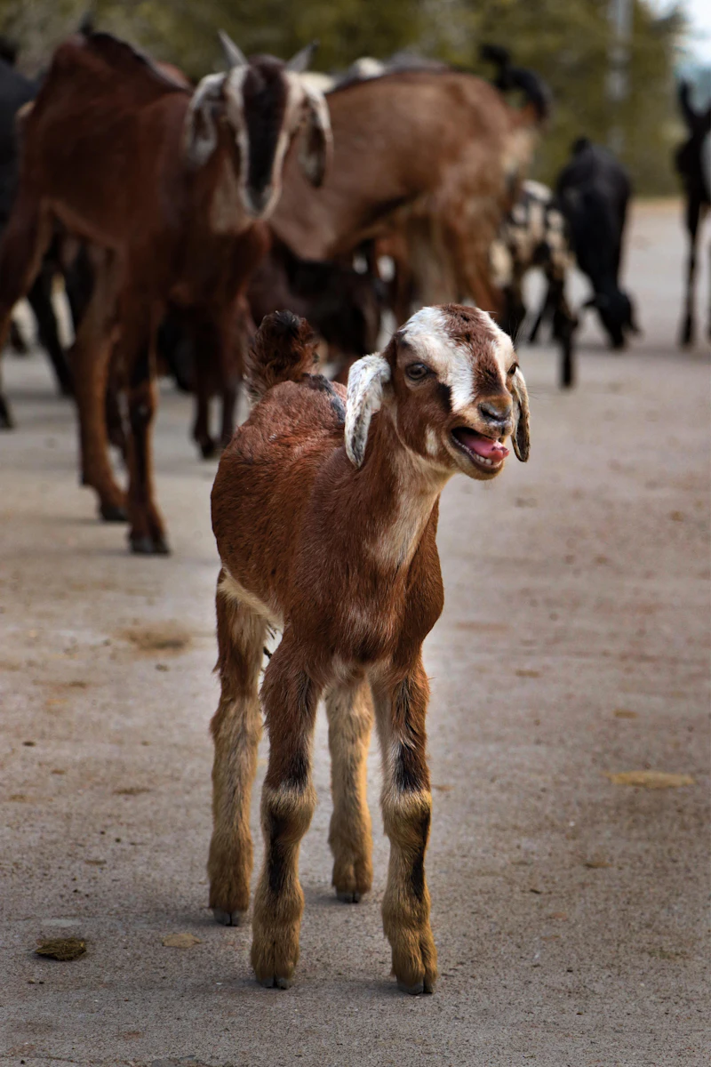 A young brown and white goat standing in a yard