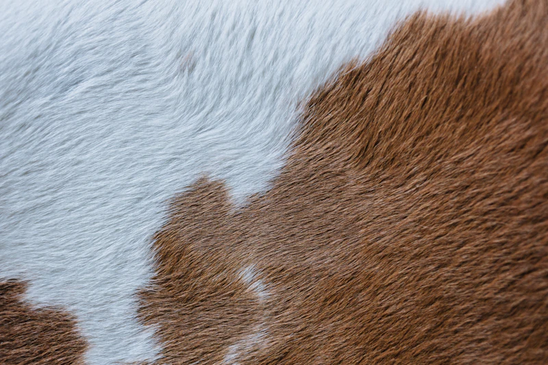 Close view of a brown and white cattle hide